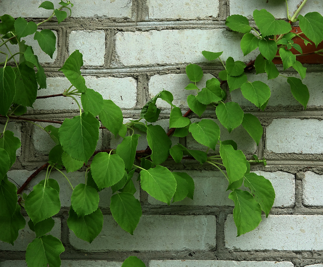 Image of Hydrangea petiolaris specimen.