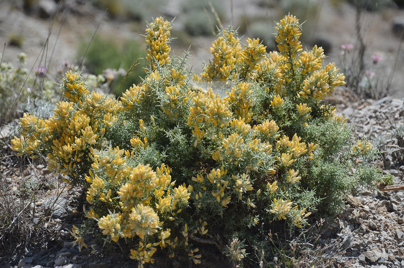 Image of Ulex baeticus specimen.