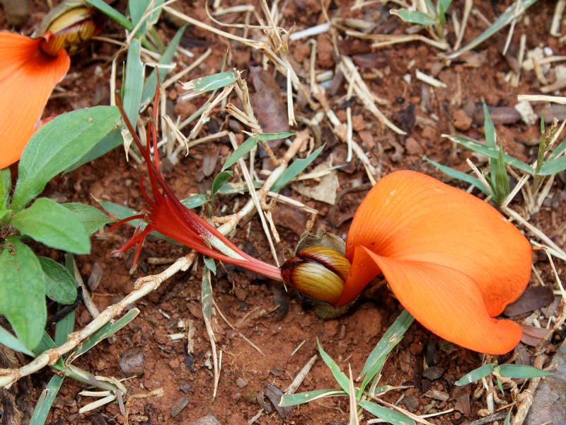 Изображение особи Erythrina velutina.