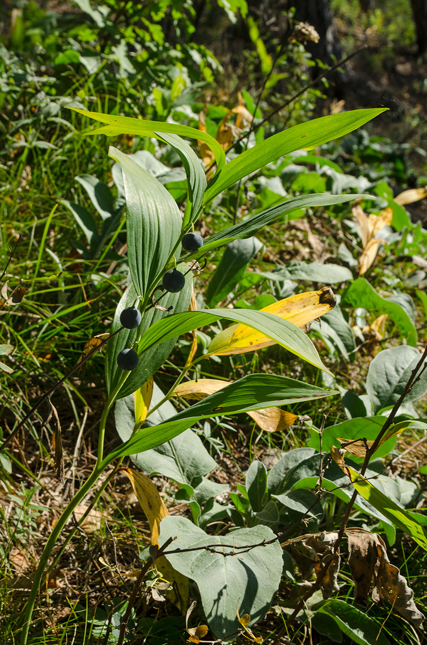 Изображение особи Polygonatum odoratum.