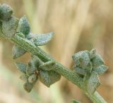 Atriplex micrantha