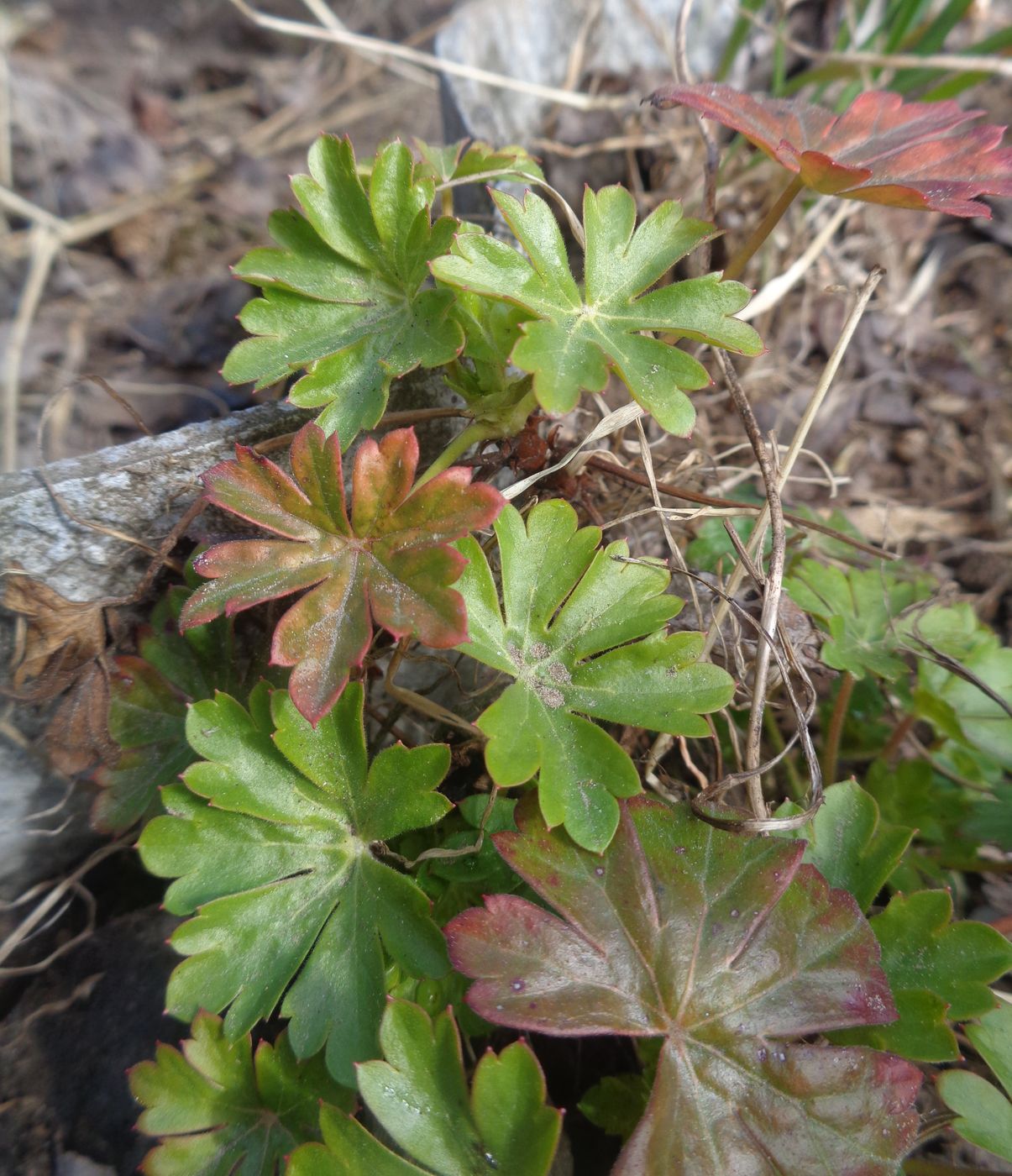 Image of Geranium × cantabrigiense specimen.