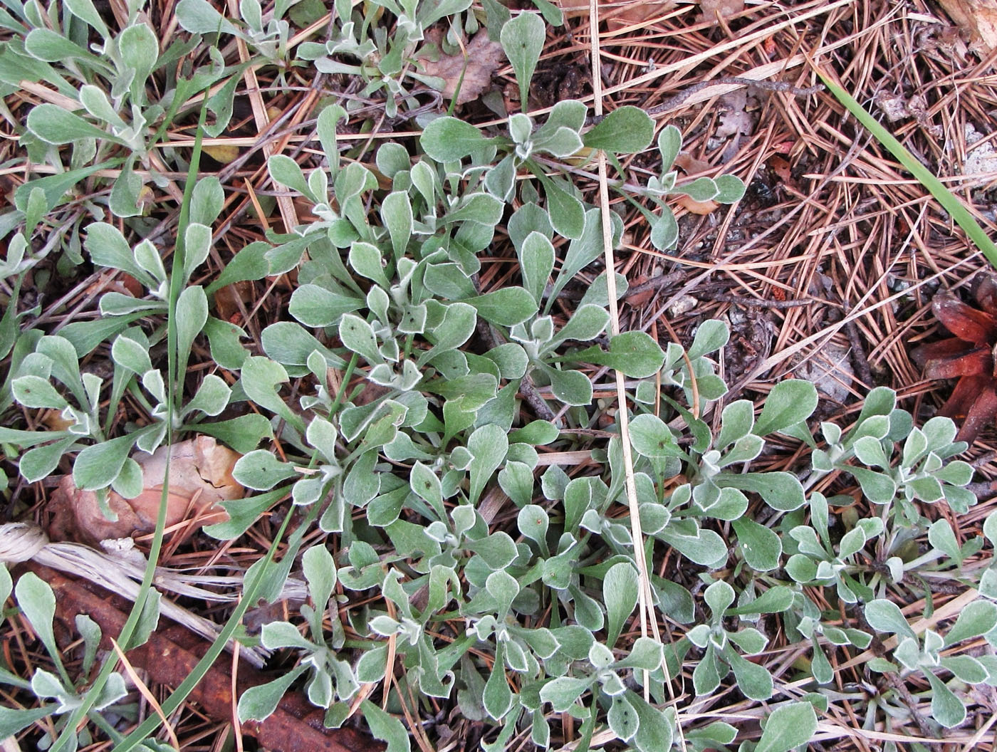 Image of Antennaria dioica specimen.