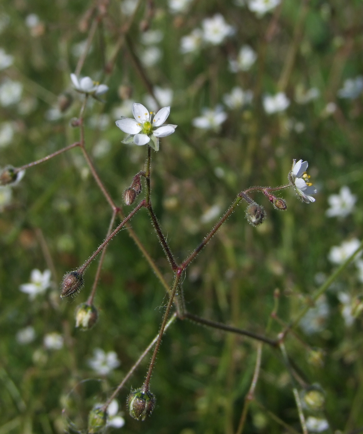 Изображение особи Spergula arvensis.