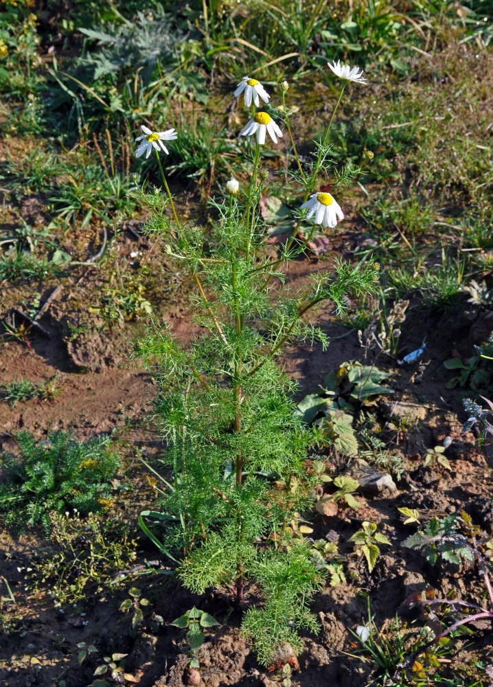 Изображение особи Tripleurospermum inodorum.