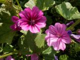 Malva mauritiana