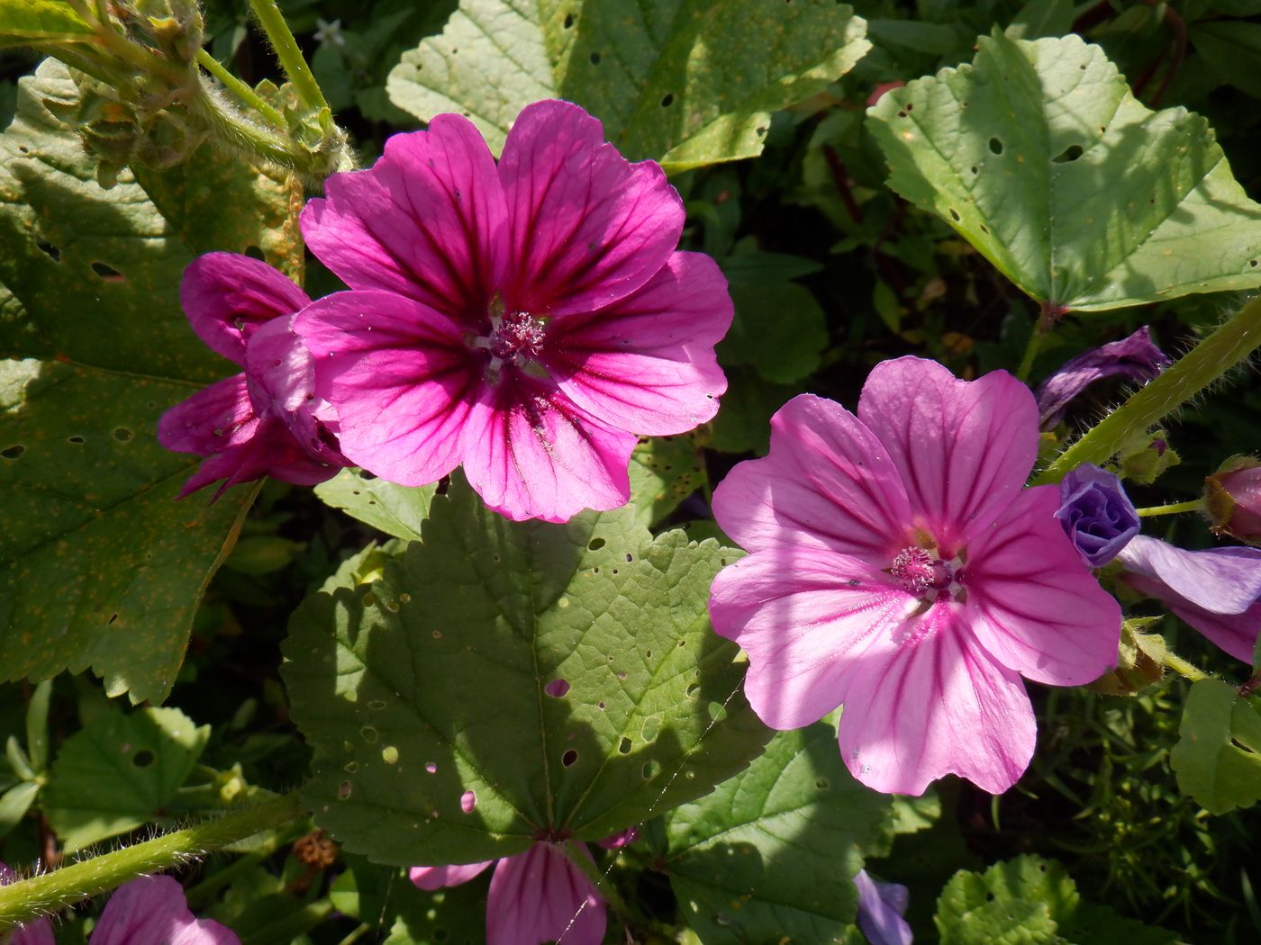 Image of Malva mauritiana specimen.