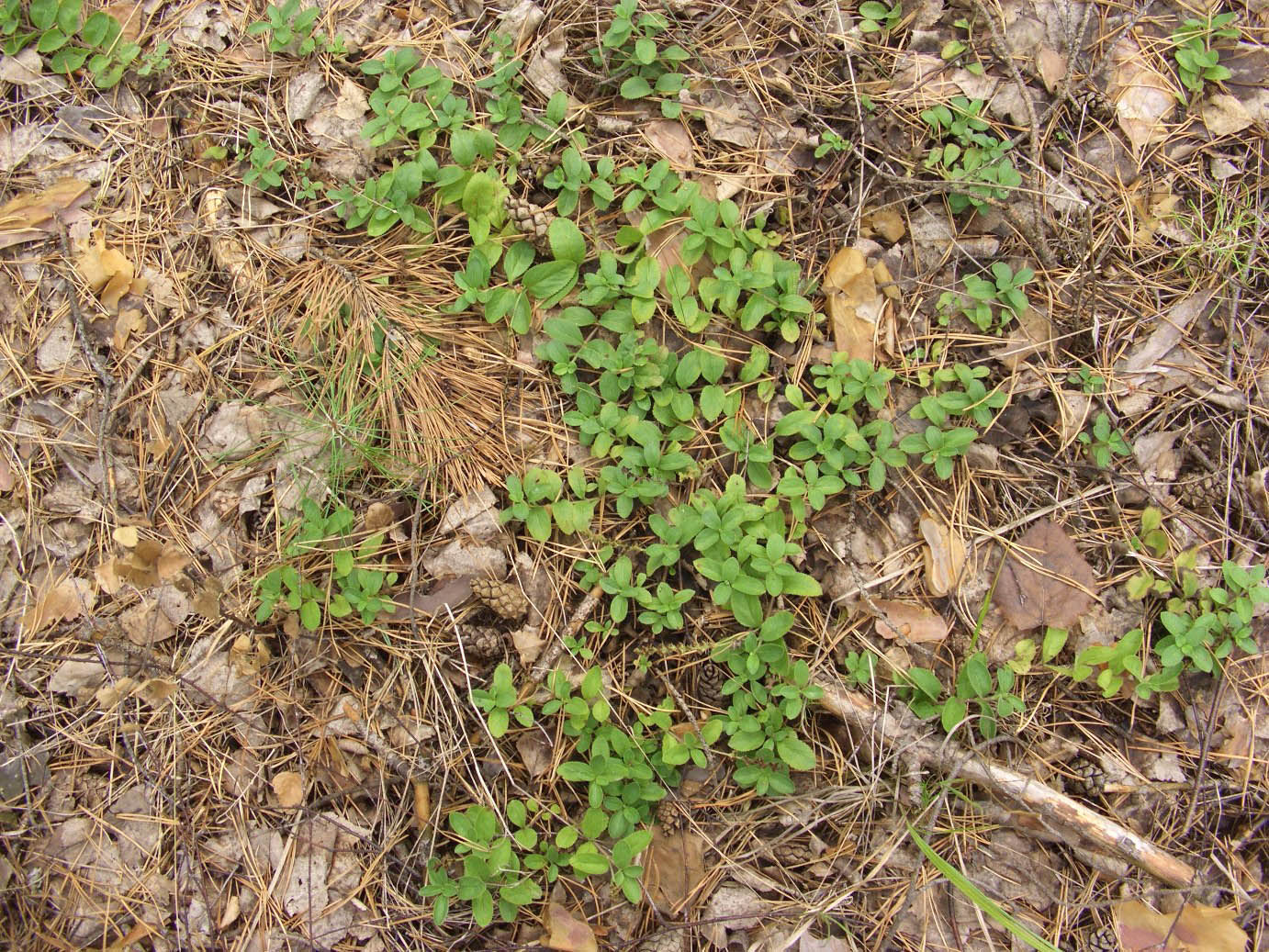Image of Veronica officinalis specimen.