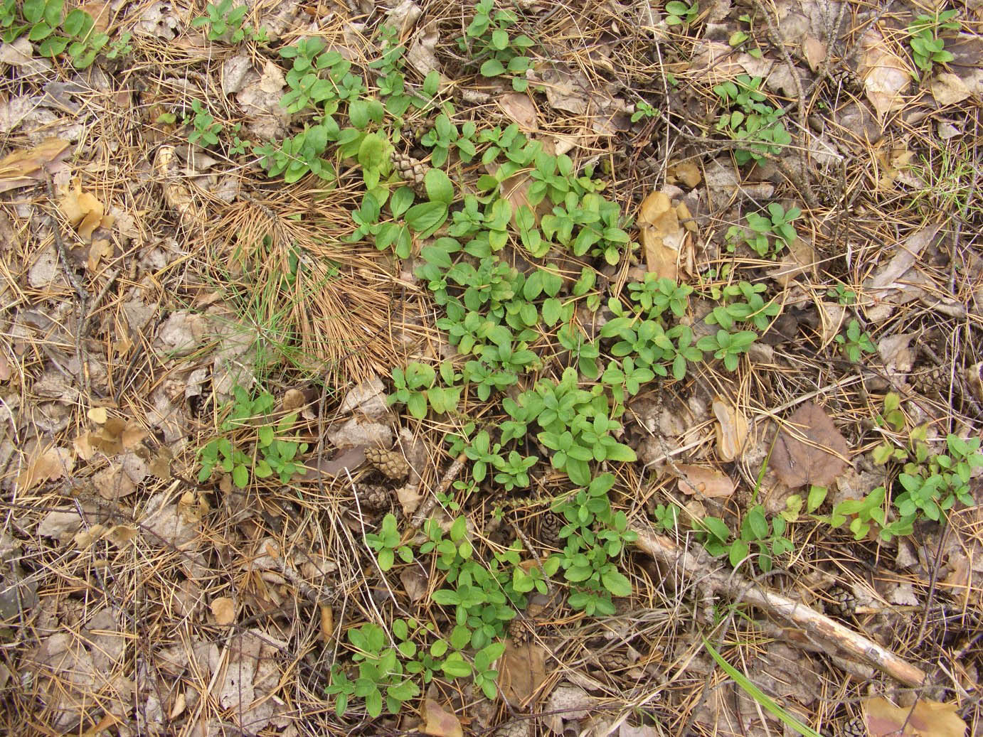 Изображение особи Veronica officinalis.