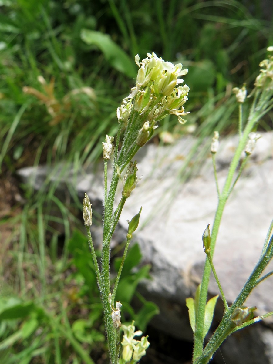 Image of Winklera patrinoides specimen.