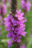 Lythrum salicaria