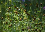 Trifolium spadiceum