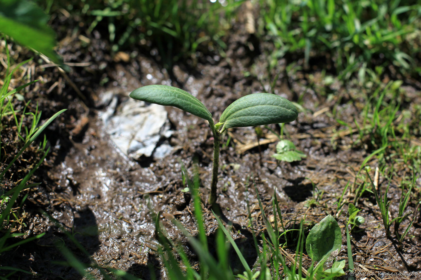 Изображение особи Echinocystis lobata.