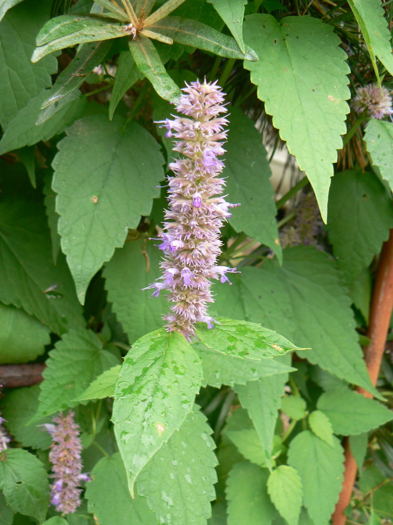 Image of Agastache rugosa specimen.