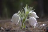 Pulsatilla patens