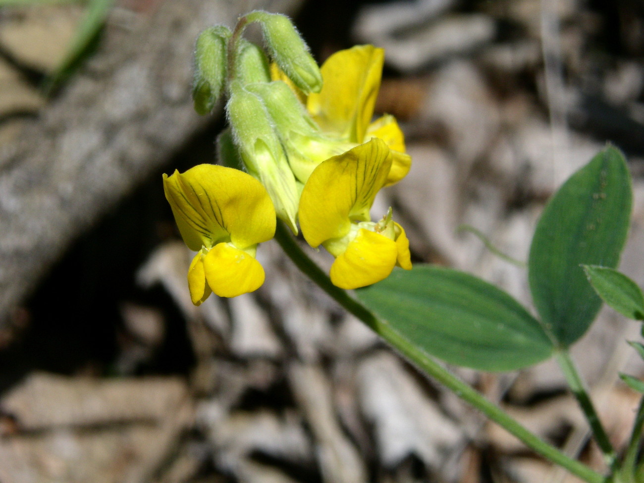 Image of Lathyrus pratensis specimen.