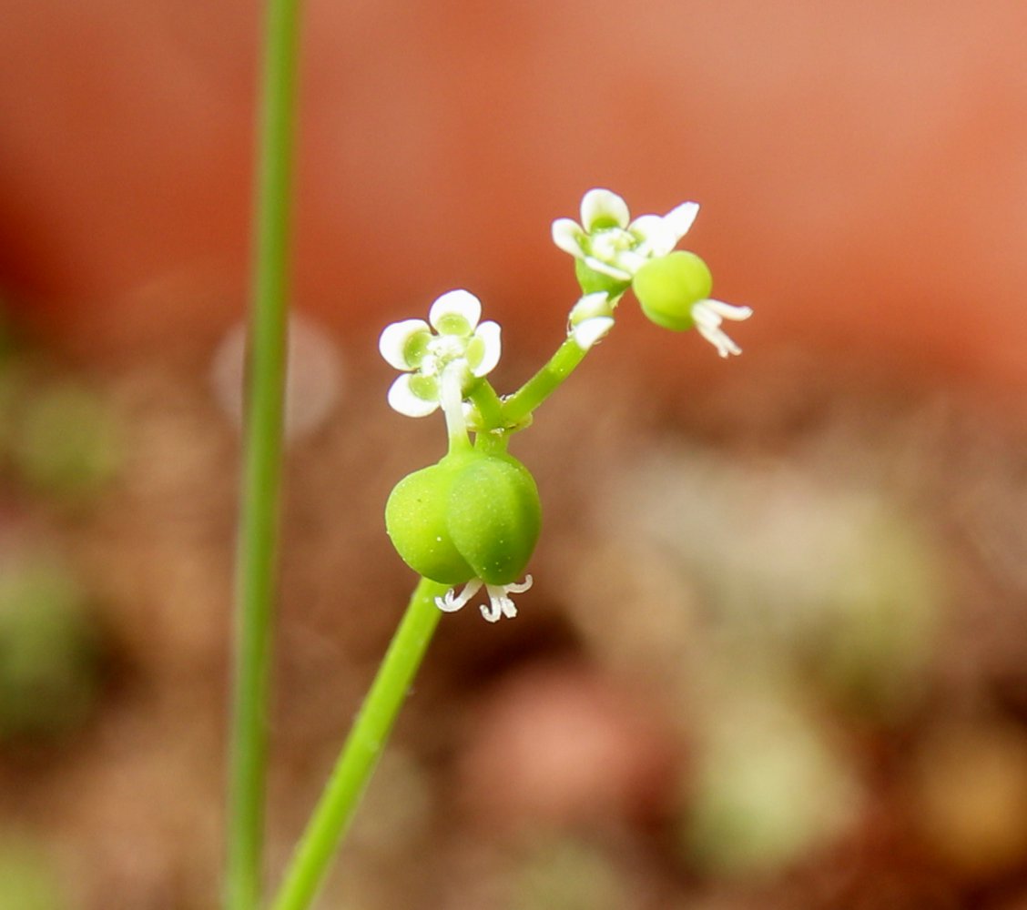 Image of Euphorbia graminea specimen.