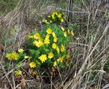 Adonis vernalis