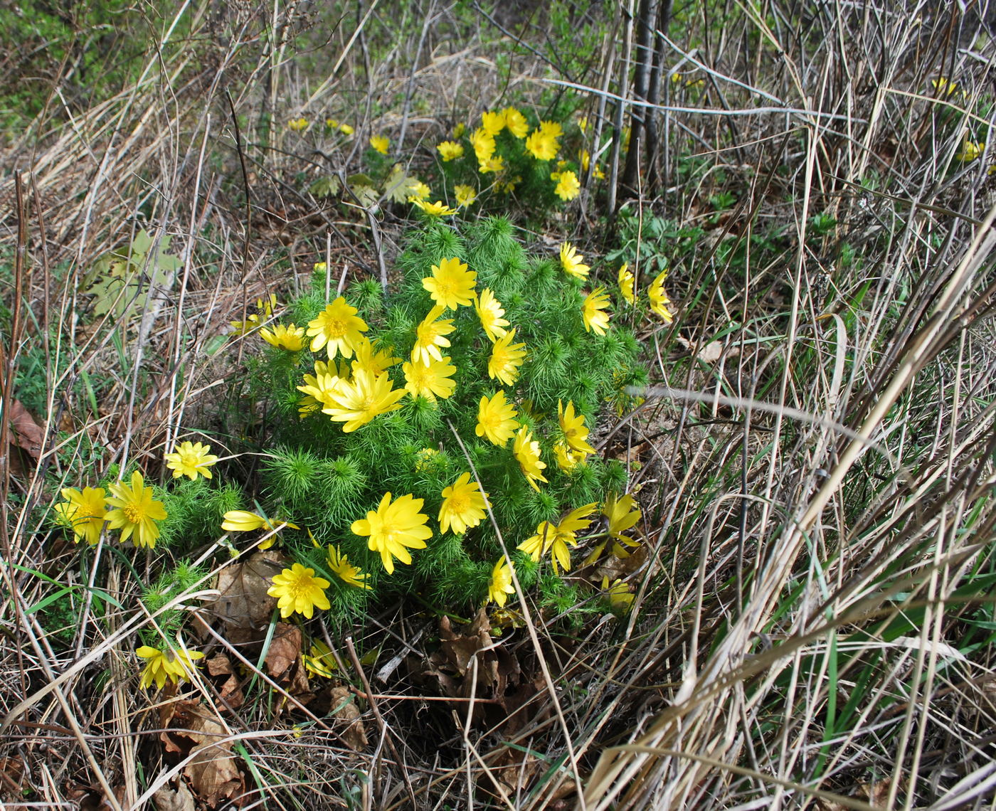 Image of Adonis vernalis specimen.