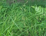 Carex arnellii