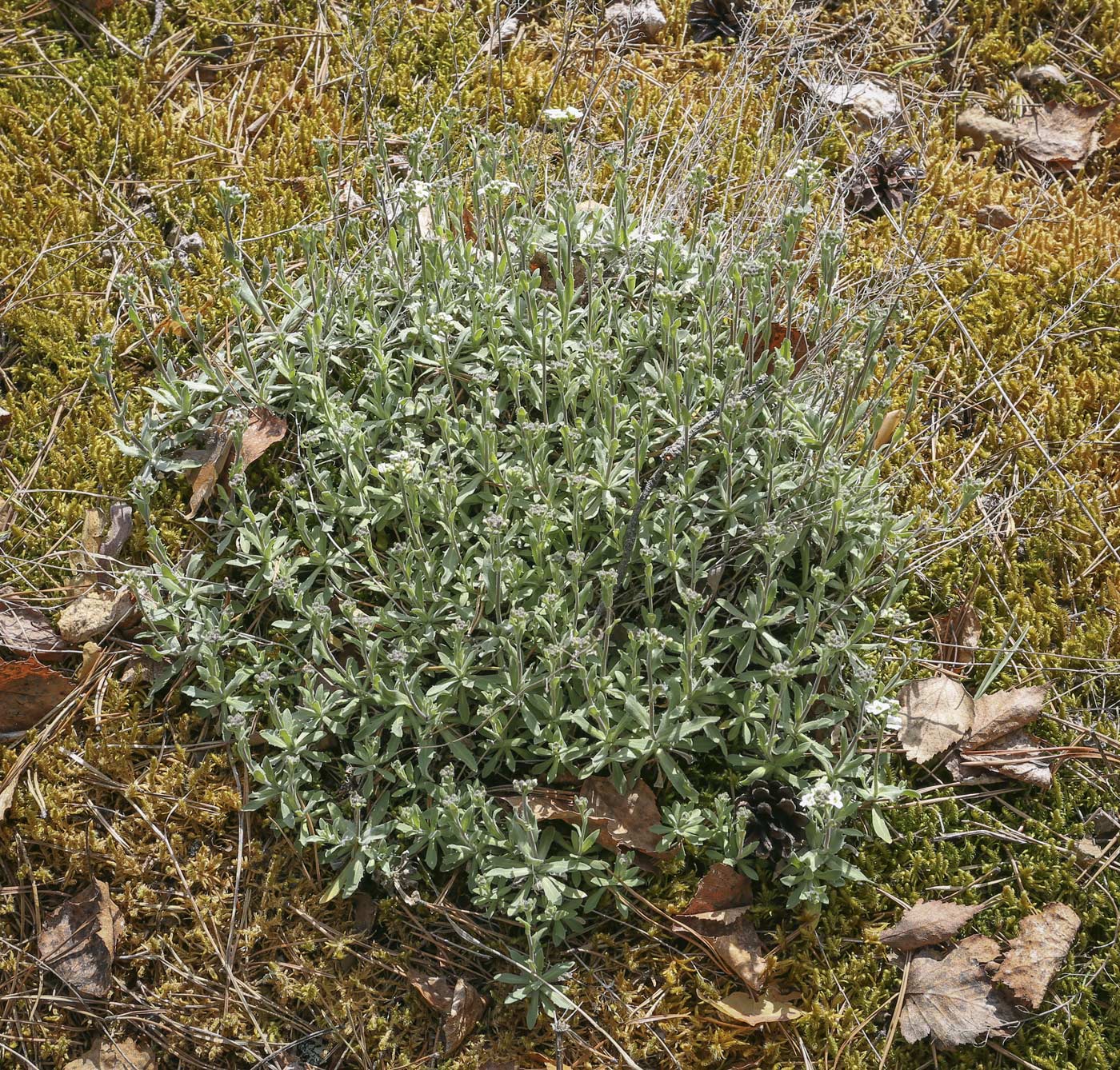 Изображение особи Schivereckia podolica.