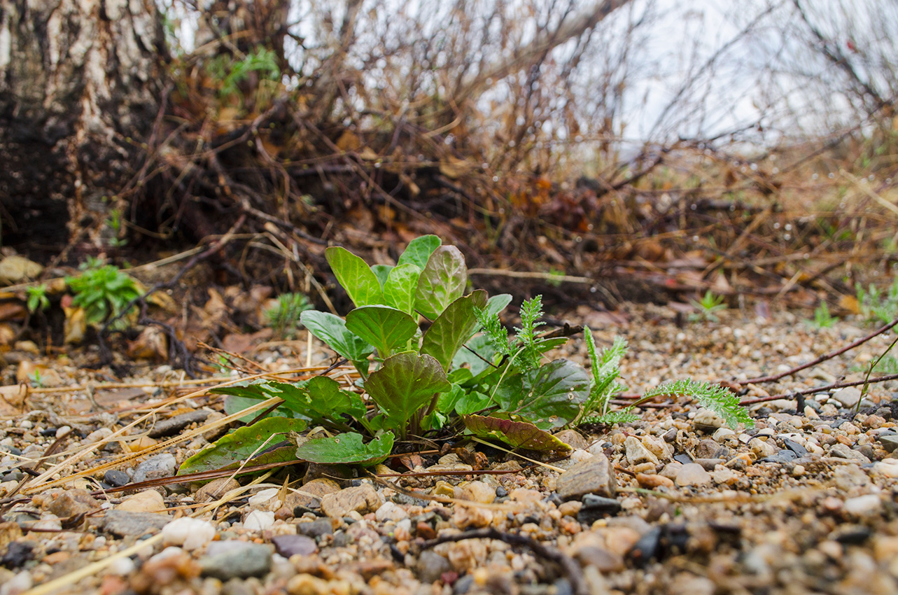 Изображение особи Barbarea vulgaris.