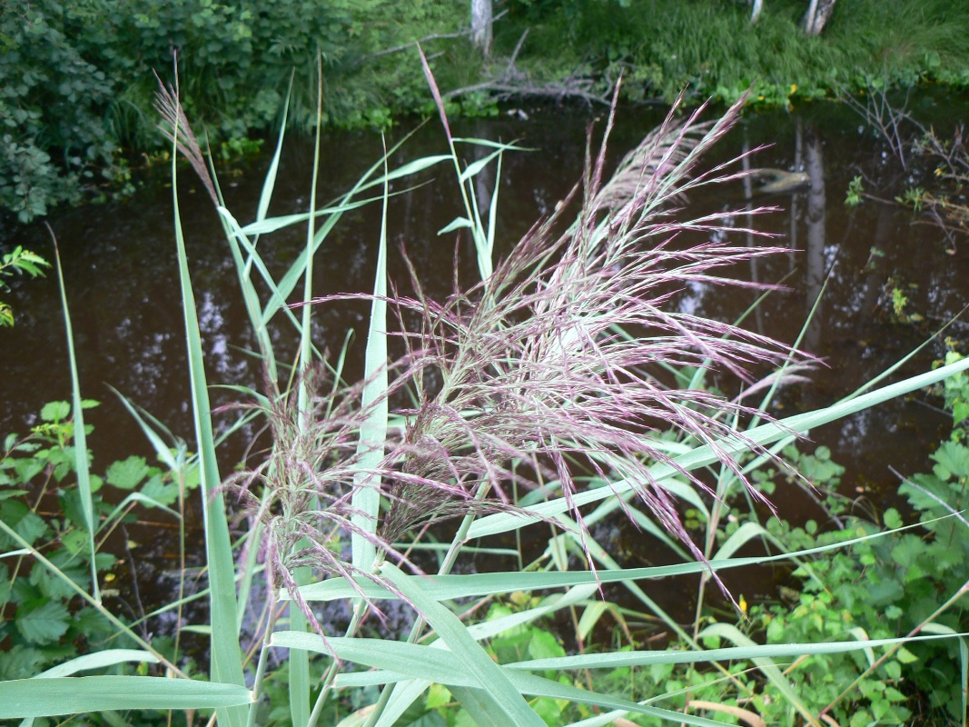 Image of Phragmites australis specimen.