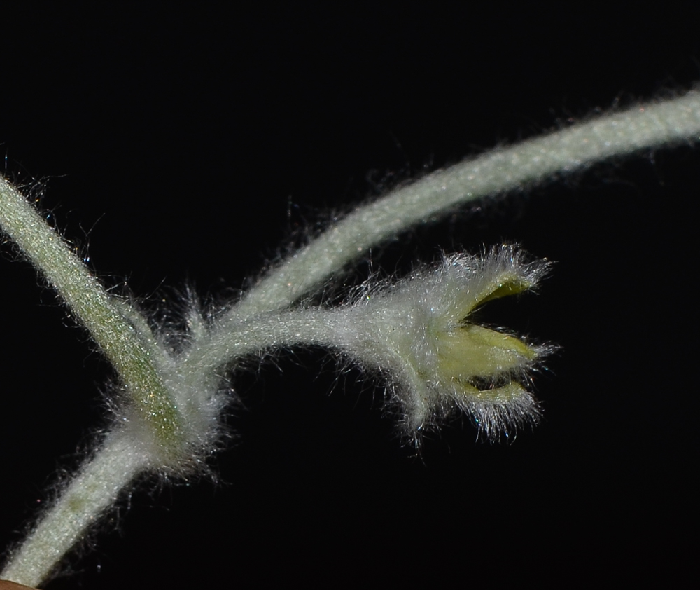 Image of Dichondra argentea specimen.
