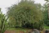 Mimosa aculeaticarpa. Плодоносящее растение. Израиль, Шарон, г. Тель-Авив, ботанический сад \"Сад кактусов\". 16.11.2015.