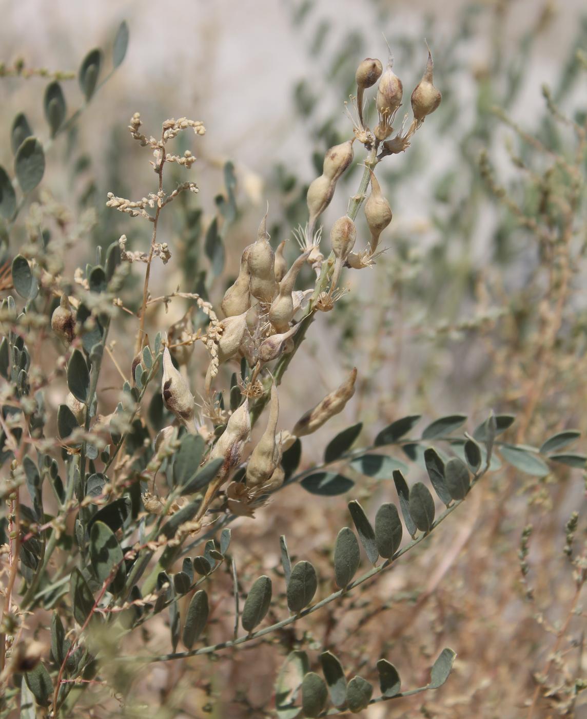 Изображение особи Goebelia pachycarpa.