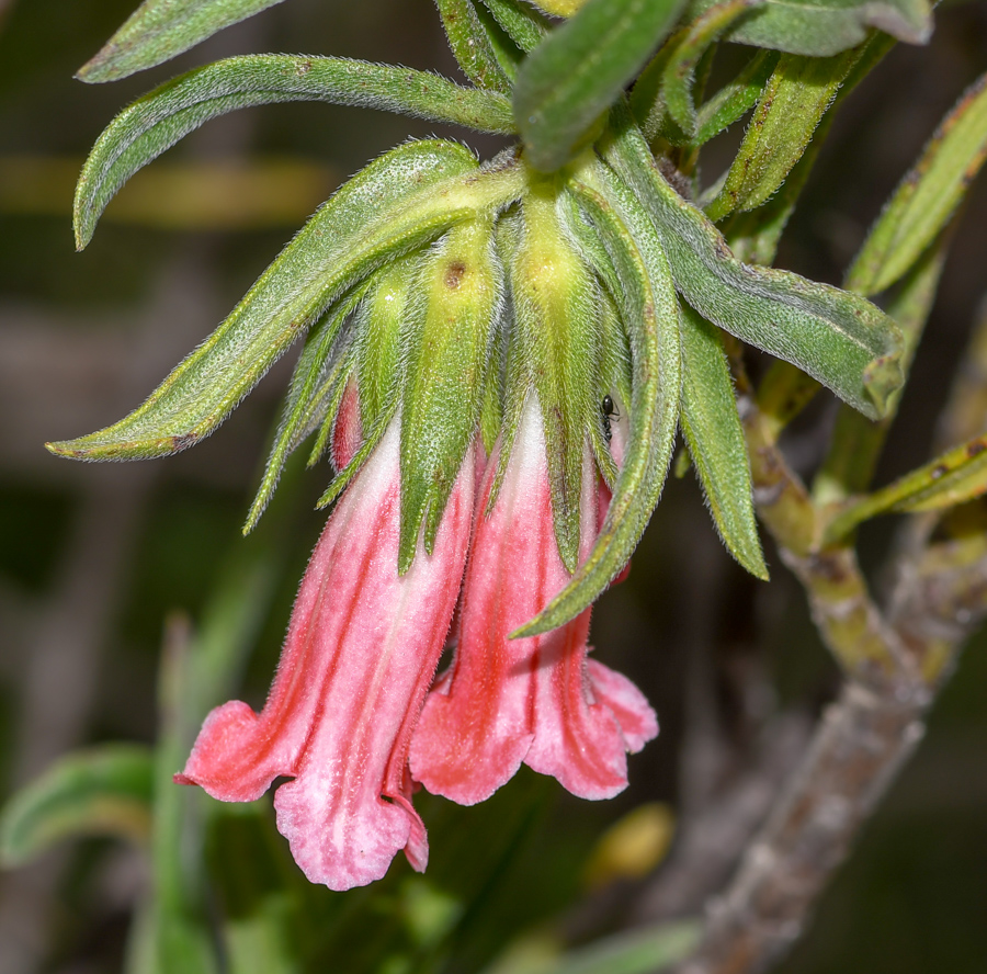 Изображение особи Lobostemon belliformis.