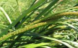 Carex aquatilis. Часть побега с незрелыми соплодиями. Архангельская обл., Вельский р-н, окр. пос. Усть-Шоноша, сыроватое местообитание близ ж. д. 30 июня 2010 г.