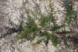 Artemisia arenaria