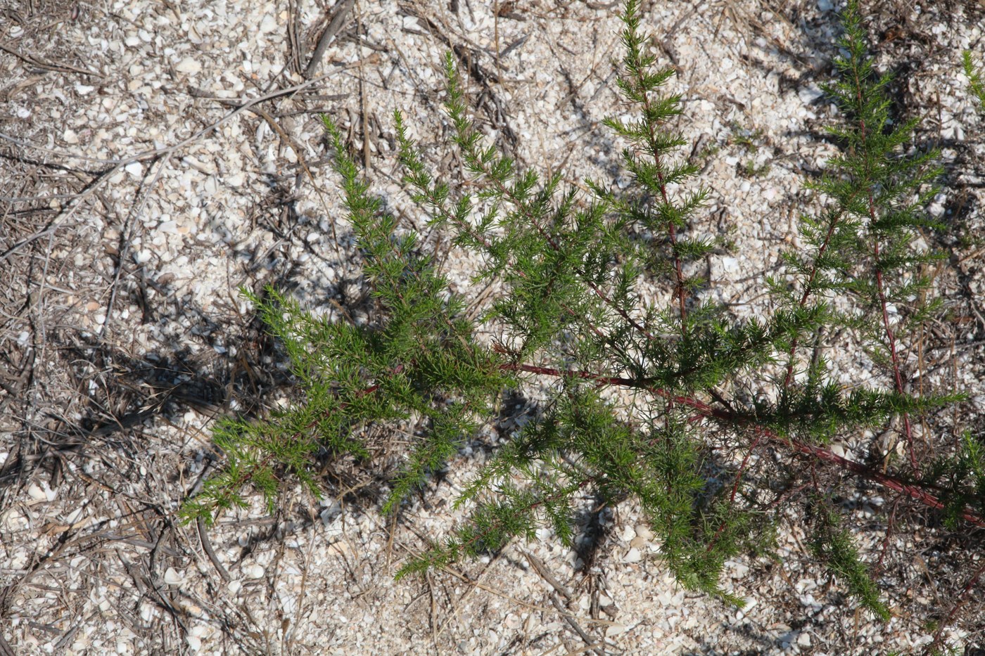 Изображение особи Artemisia arenaria.