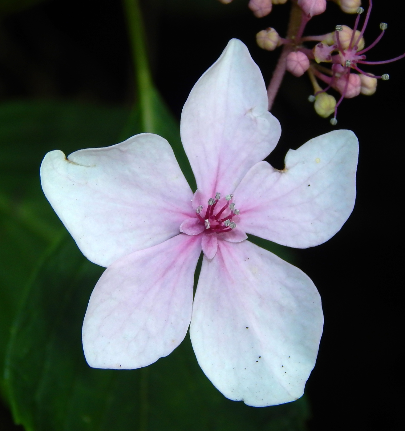 Image of Hydrangea macrophylla specimen.