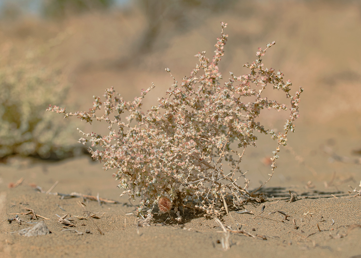 Image of Salsola sclerantha specimen.