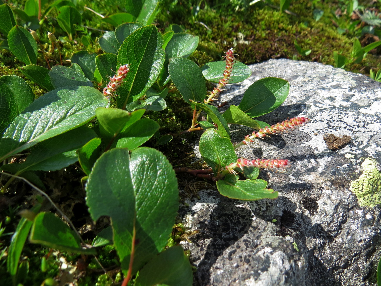 Image of Salix turczaninowii specimen.