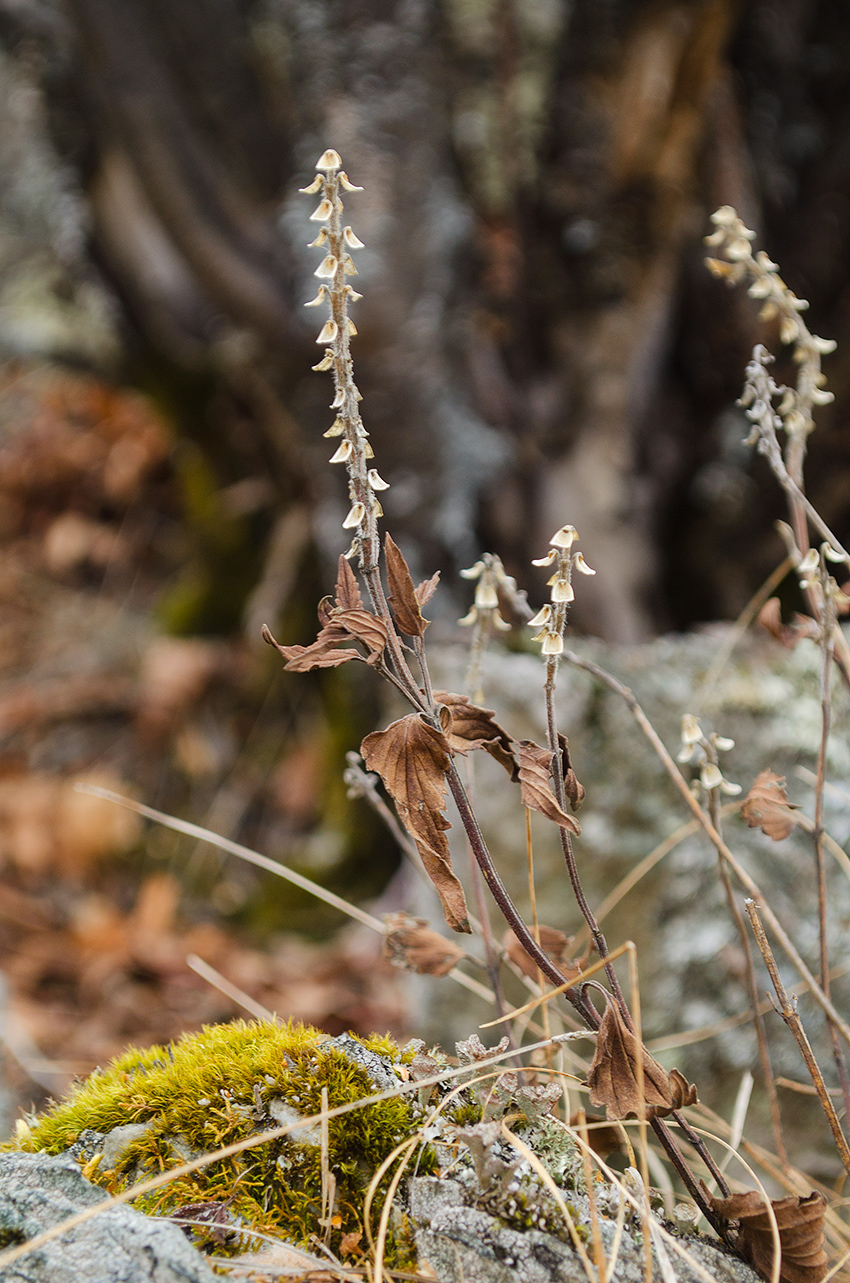 Image of Scutellaria supina specimen.