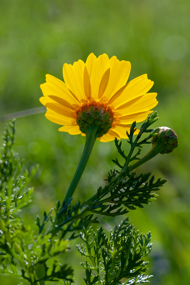 Image of Glebionis coronaria specimen.