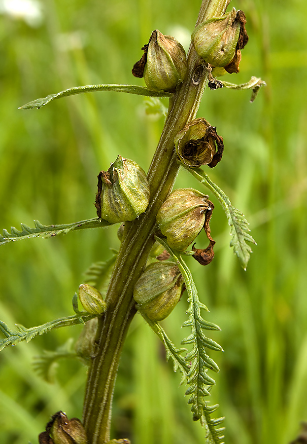 Image of Pedicularis incarnata specimen.