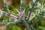 Centaurea procurrens. Часть веточки с развивающимся соцветием. Израиль, г. Бат-Ям, пустырь. 12.03.2020.