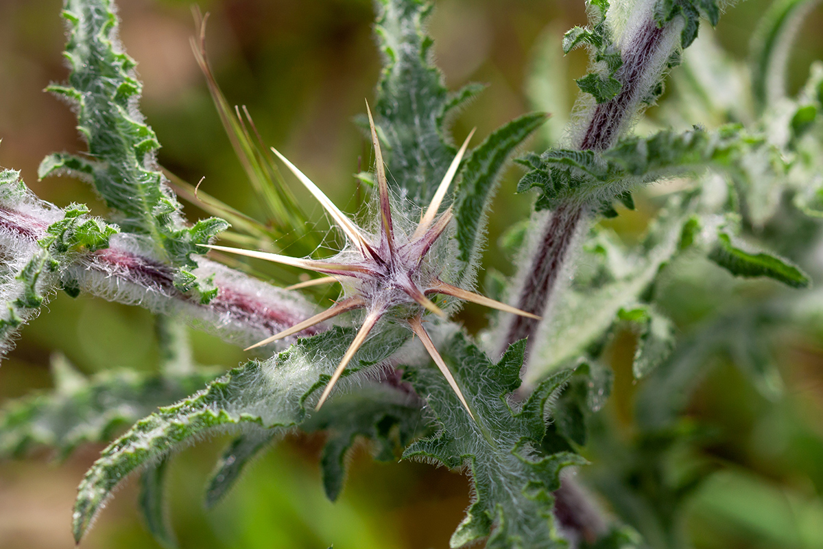 Image of Centaurea procurrens specimen.