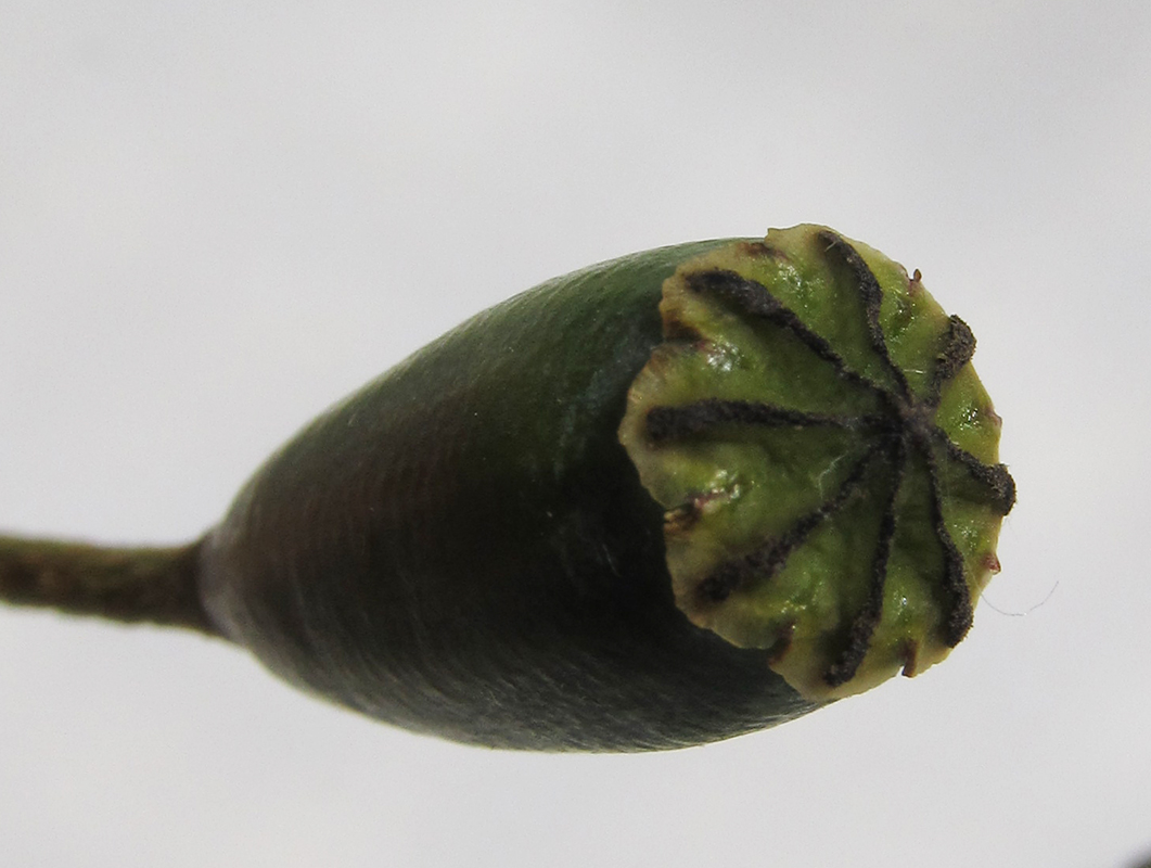 Image of Papaver tichomirovii specimen.