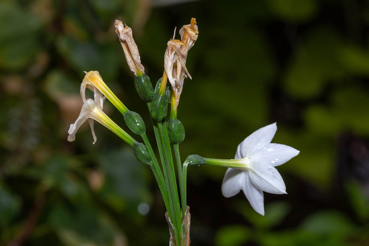 Изображение особи род Narcissus.