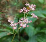 Rodgersia aesculifolia. Часть соцветия. Республика Коми, г. Сыктывкар, ул. Ботанический сад, Ботсад СГУ. 14.09.2019.