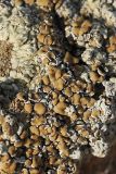 Lecanora muralis