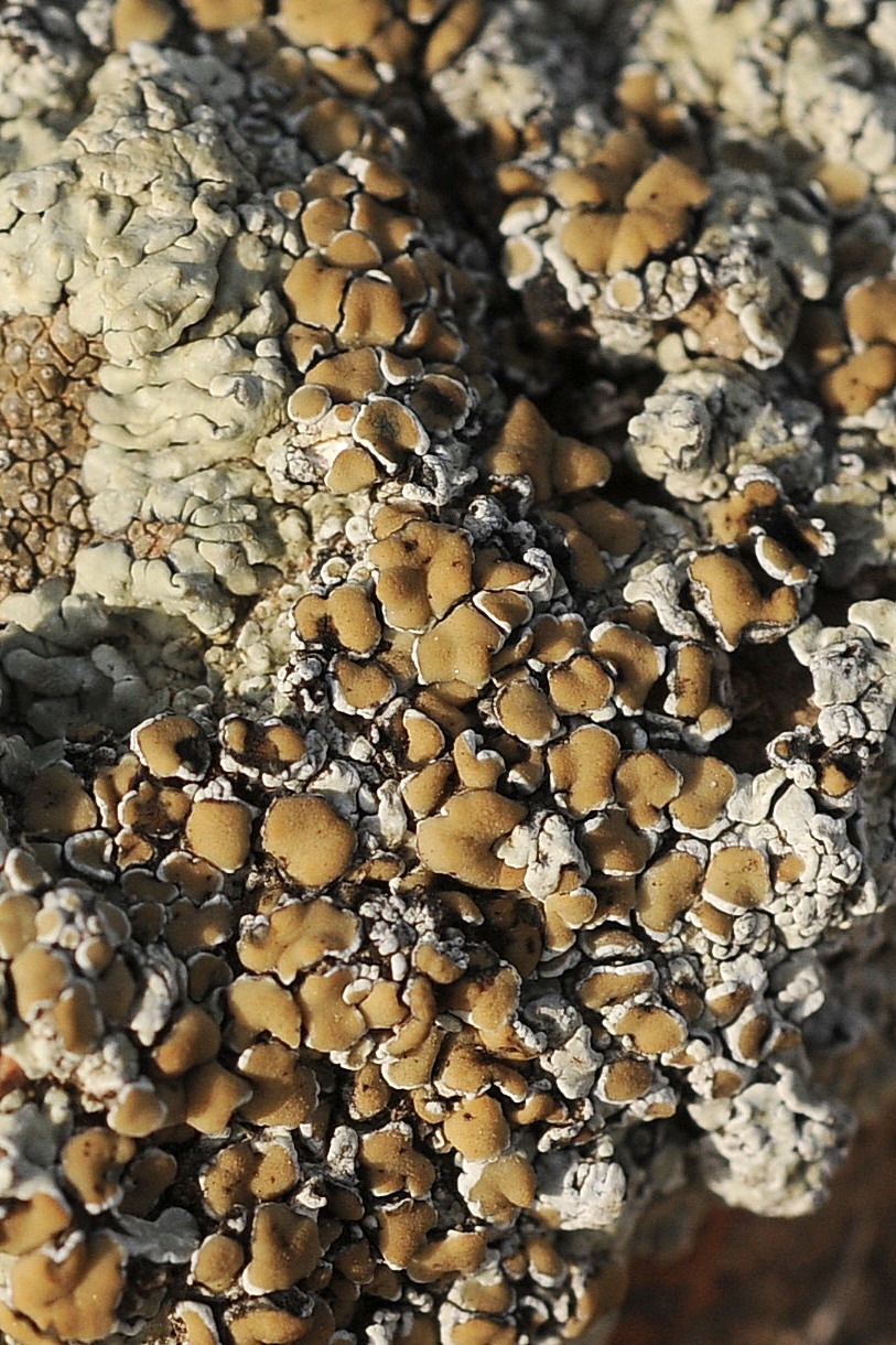 Изображение особи Lecanora muralis.