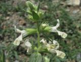 Stachys annua