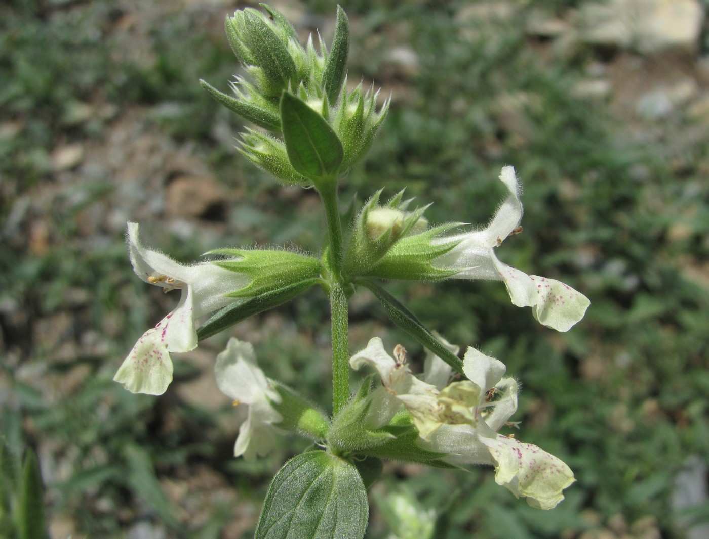 Image of Stachys annua specimen.