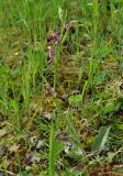 Ophrys oestrifera. Цветущее растение на сухом склоне. Азербайджан, Исмаиллинский р-н, окр. с. Ивановка. 20.04.2010.